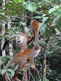Affen klettern auf einem Baumast: Der Regenwald in der Amazonas-Region ist Lebensraum vieler Arten. Foto: Juan Pablo Castro