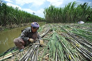 Zuckerrohrernte in Vietnamt