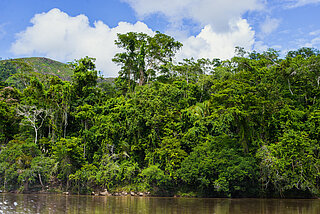 Amazonian River 