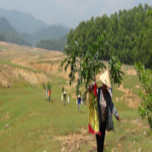 Local people in buffer zone of Ke Go Nature Reserve implementing enrichment planting with native species Erythrophleum fordii; Photo: Nguyen The Chien/ SNV