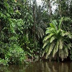Flusslandschaft im Yasuni-Nationalpark.