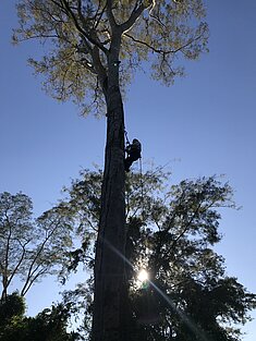 Mann klettern an Baumstamm