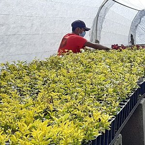 Seedlings in the greenhouse