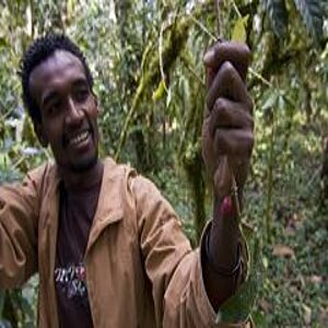 Kaffeepflanze in Kafa-Biosphärenreservat