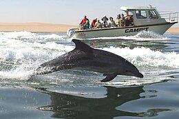 Boat and Dolphin