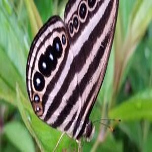 Schwarz-weiß-gestreifter Schmetterling auf einem gründen Blatt