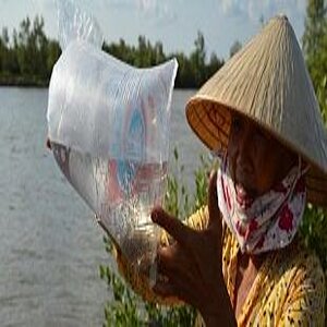 Frau prüft eine Schrimp-Larve in einer mit wassergefüllten Plastiktüte