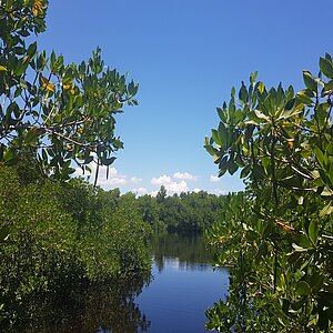 Mangroven auf Kuba 