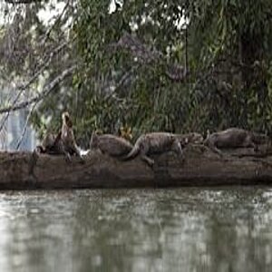 Vier Riesenotter liegen auf einem Baumstamm im Wasser