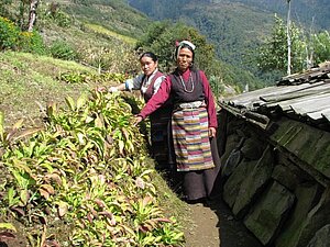 Bäuerinnen in Ost-Nepal bauen Chiraito auf ihren Terrassen an; Foto: K. Bhutia