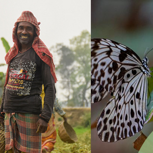 Collage: Solarmodul, Indigener, Schmetterling, Bergwald 