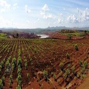 Green plants on open pit bauxite mine