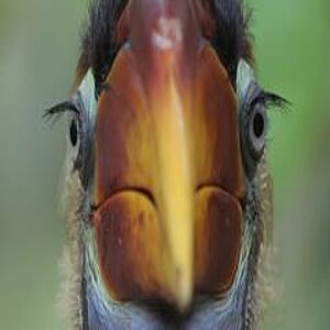 The bird Red-Knobbed Hornbill