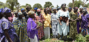 Malische Klienbäuerinnen stehen während einer Schulung nebeneinander auf einem Feldt