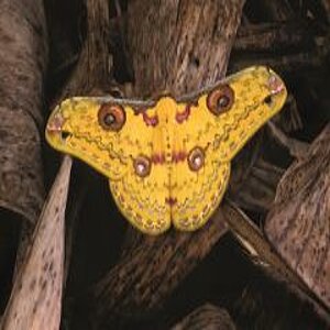 Yellow butterfly on a branch