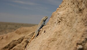 Eine Agame klettert einen Fels hoch; Foto: Jens Wunderlich