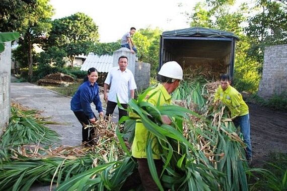 Farmers harvesting and transporting sorghum