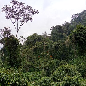View into the Cyamudongo forest