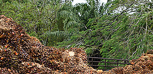 Deutschland hat sich zusammen mit anderen europäischen Staaten verpflichtet, 100 Prozent nachhaltiges Palmöl bis 2020 am Markt zu erreichen.  t
