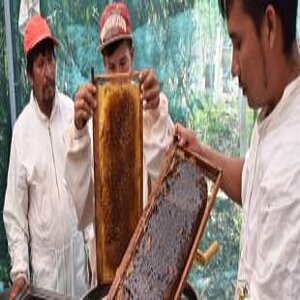 Producing honey in Guatemala; Photo: OroVerde