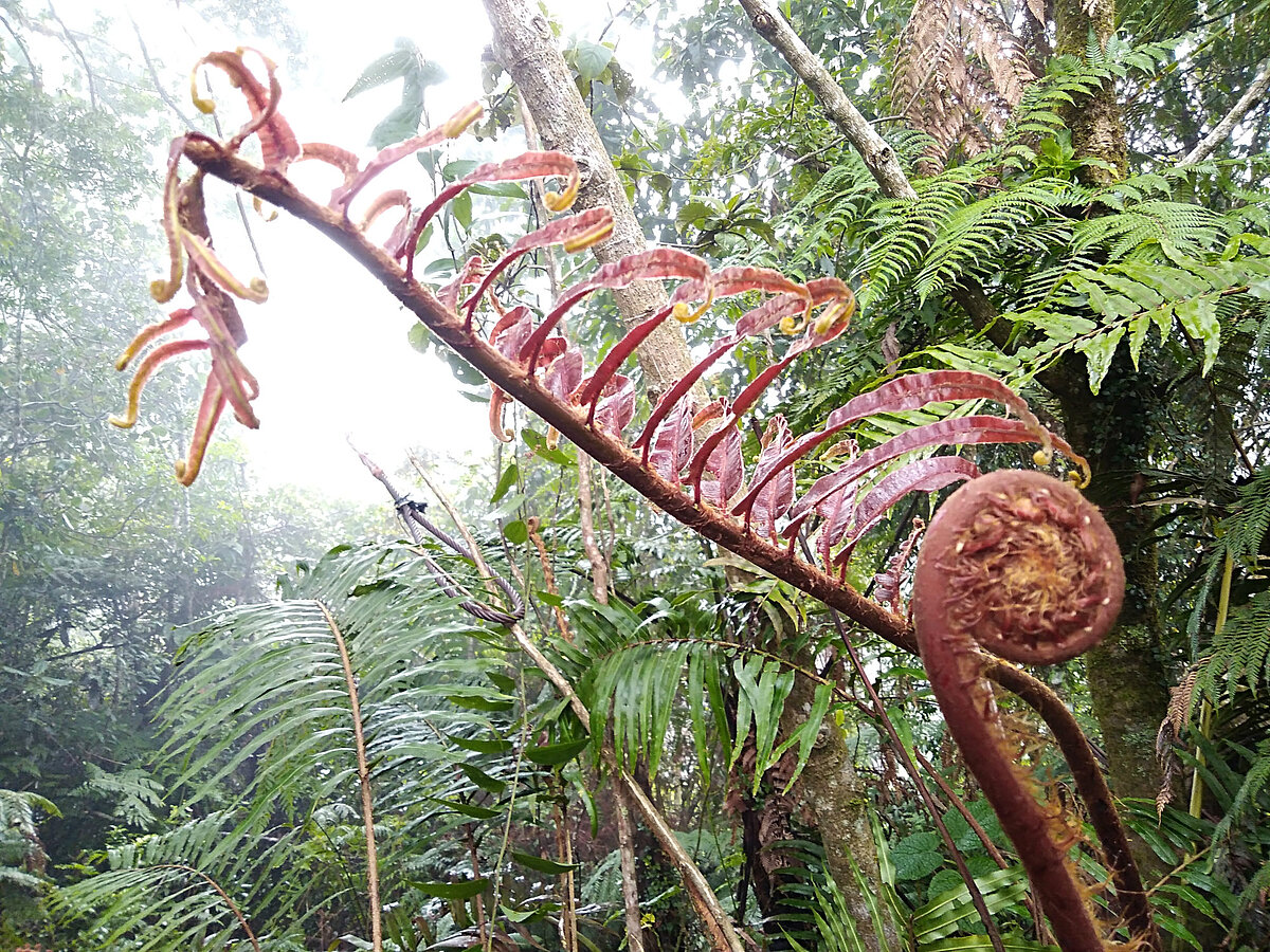 Scaling-up Ecosystem-based Adaptation in Guatemala