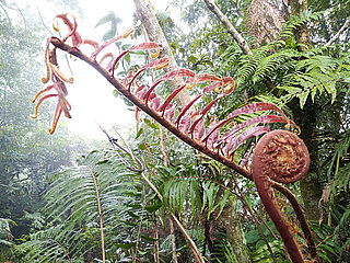 Tropenwald in Guatemala