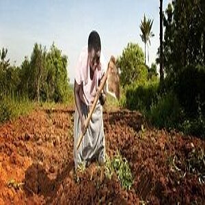 A woman is working on a weed field in Kenya